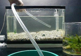 Cepets Media|Cara Budidaya Ikan Cupang Menggunakan Aquarium