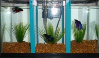 Cara Budidaya Ikan Cupang Menggunakan Aquarium