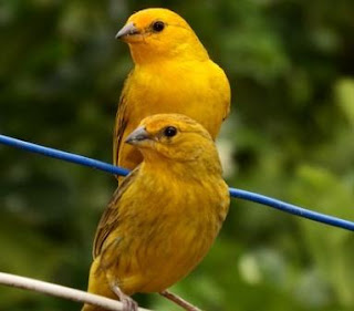 Cepets Media|4 Hal Penting Memilih Bibit Burung Kenari Ternak