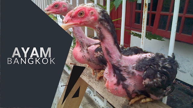 Cepets Media|Ayam Bangkok Umur 3 bulan yang Bagus - Ciri dan Tips Memilih