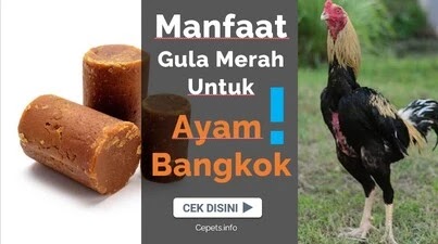 7 Manfaat Gula Merah Untuk Ayam Bangkok Aduan