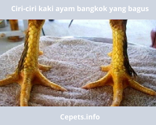 Cepets Media|10 Ciri Kaki Ayam Bangkok Super Pukulan Mematikan