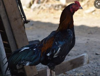 Menyehatkan kulit ayam aduan