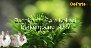 Bagaimana Cara Kelinci Berkembang Biak?