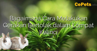 Bagaimana Cara Melakukan Gerakan Bertolak dalam Lompat Kelinci