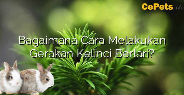 Bagaimana Cara Melakukan Gerakan Kelinci Berlari?