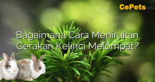 Bagaimana Cara Menirukan Gerakan Kelinci Melompat?