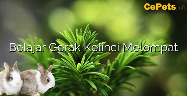 Belajar Gerak Kelinci Melompat