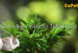 Cara Agar Kelinci Tidak Bau