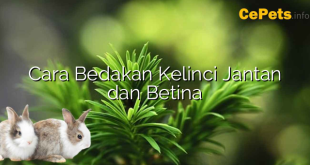 Cara Bedakan Kelinci Jantan dan Betina