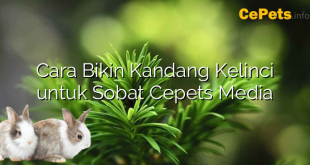 Cara Bikin Kandang Kelinci untuk Sobat Cepets Media