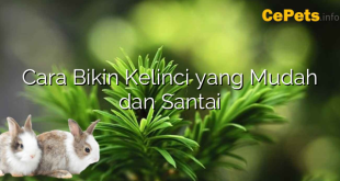 Cara Bikin Kelinci yang Mudah dan Santai