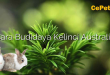 Cara Budidaya Kelinci Australia