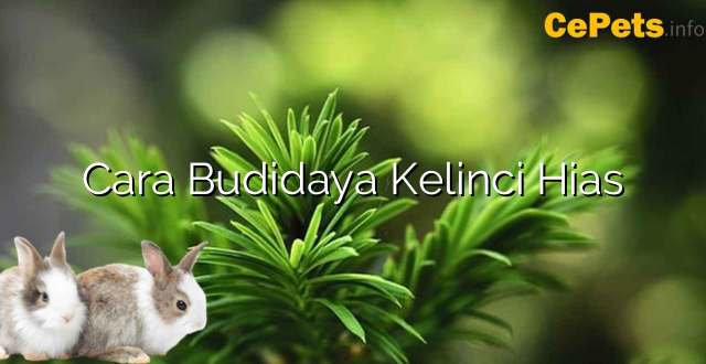 Cara Budidaya Kelinci Hias