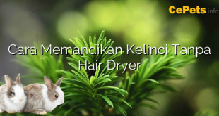 Cara Memandikan Kelinci Tanpa Hair Dryer