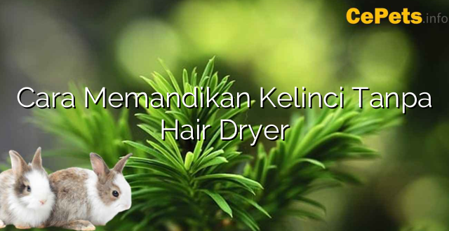 Cara Memandikan Kelinci Tanpa Hair Dryer