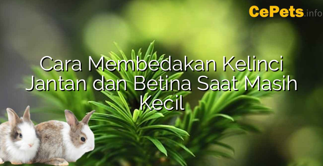 Cara Membedakan Kelinci Jantan dan Betina Saat Masih Kecil