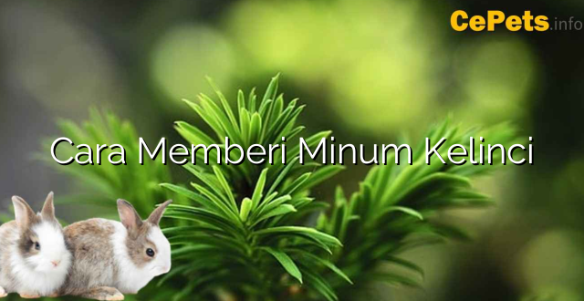 Cara Memberi Minum Kelinci