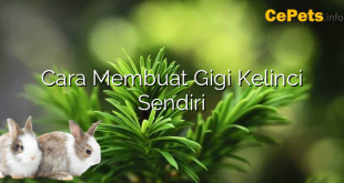 Cara Membuat Gigi Kelinci Sendiri