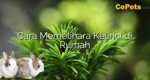 Cara Memelihara Kelinci di Rumah