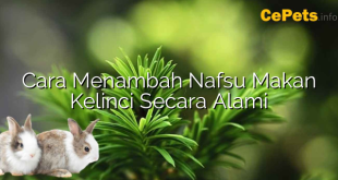 Cara Menambah Nafsu Makan Kelinci Secara Alami