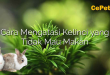 Cara Mengatasi Kelinci yang Tidak Mau Makan