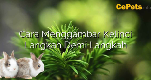 Cara Menggambar Kelinci Langkah Demi Langkah