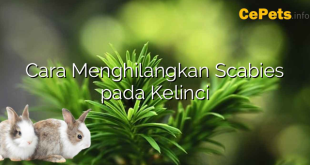 Cara Menghilangkan Scabies pada Kelinci