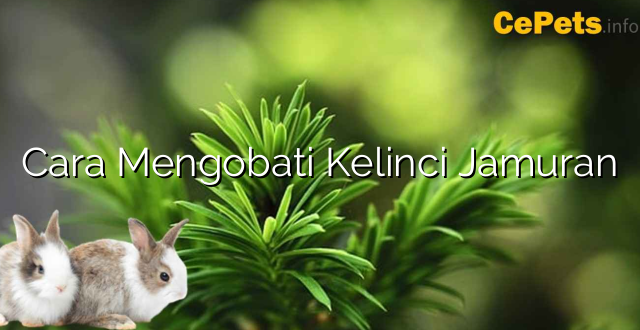 Cara Mengobati Kelinci Jamuran