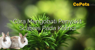 Cara Mengobati Penyakit Scabies Pada Kelinci