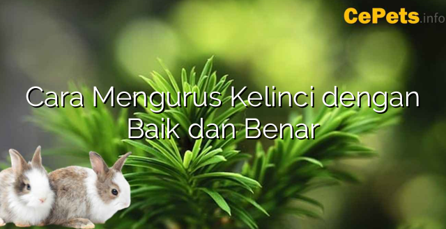 Cara Mengurus Kelinci dengan Baik dan Benar