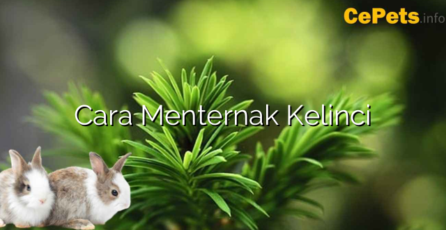 Cara Menternak Kelinci