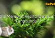 Cara Merawat Kelinci Baru Lahir Tanpa Induk