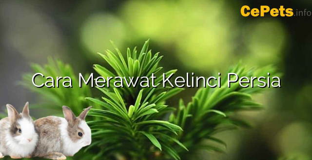Cara Merawat Kelinci Persia