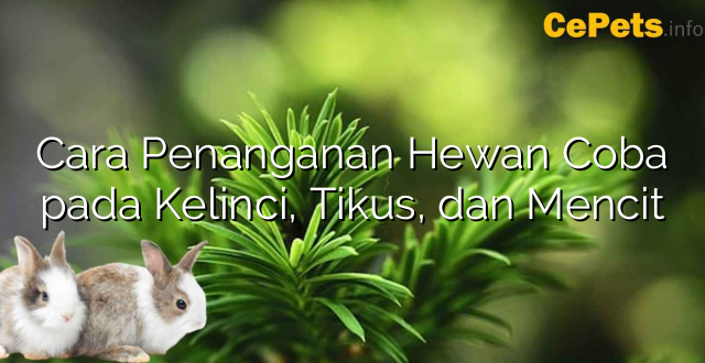 Cara Penanganan Hewan Coba pada Kelinci, Tikus, dan Mencit